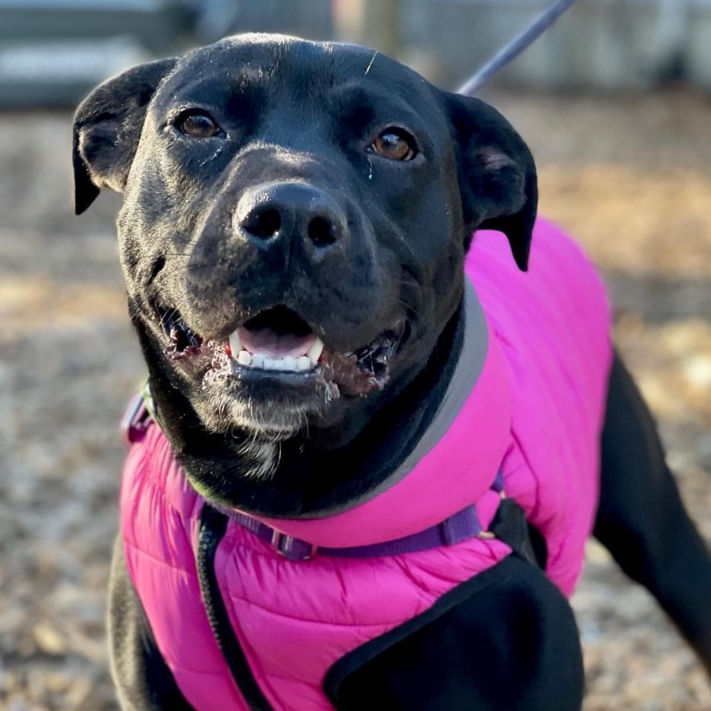 pet photo of Nova