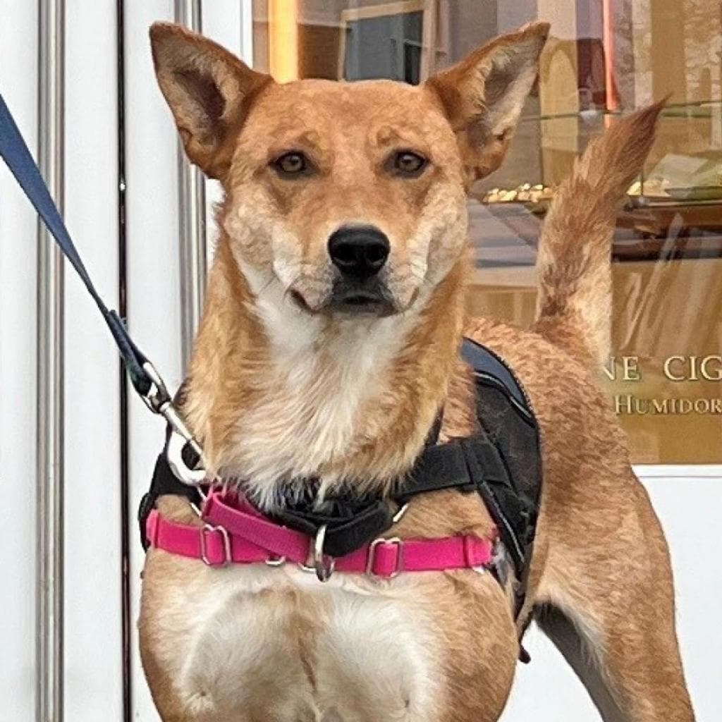 photo of Zia the Dog