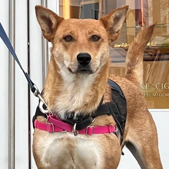 pet photo of Zia