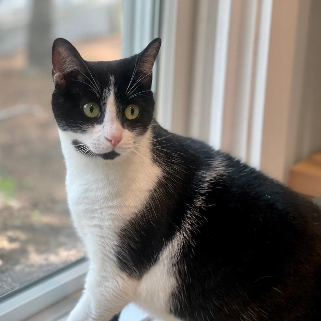 pet photo of Holly