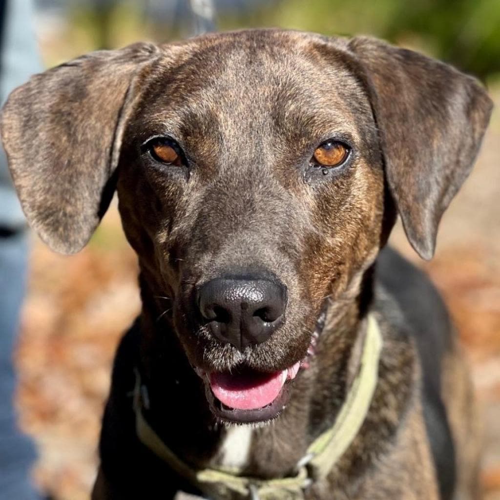 pet photo of Buckee