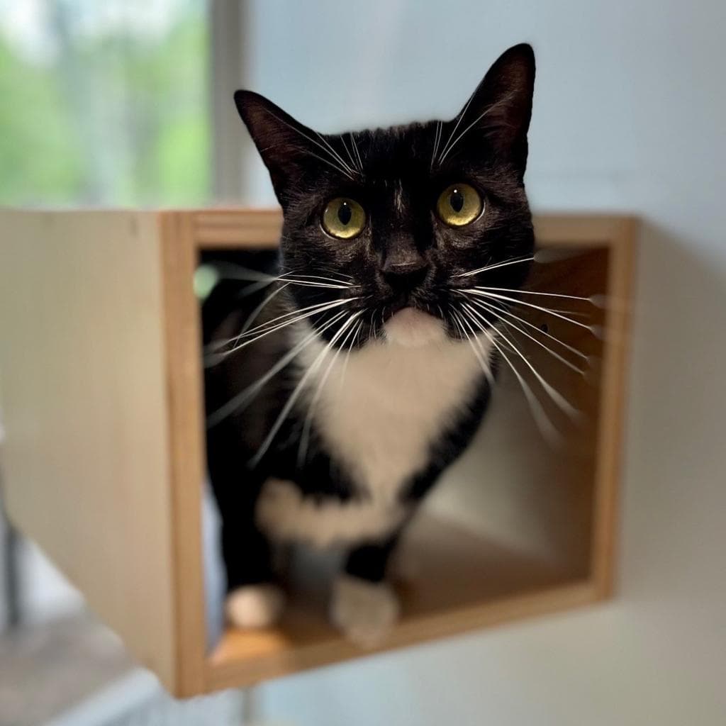 pet photo of Luxray
