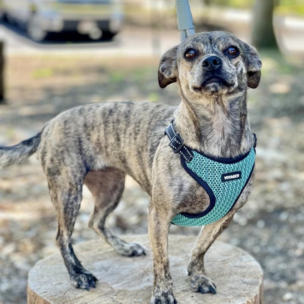 pet photo of Thelma Lou