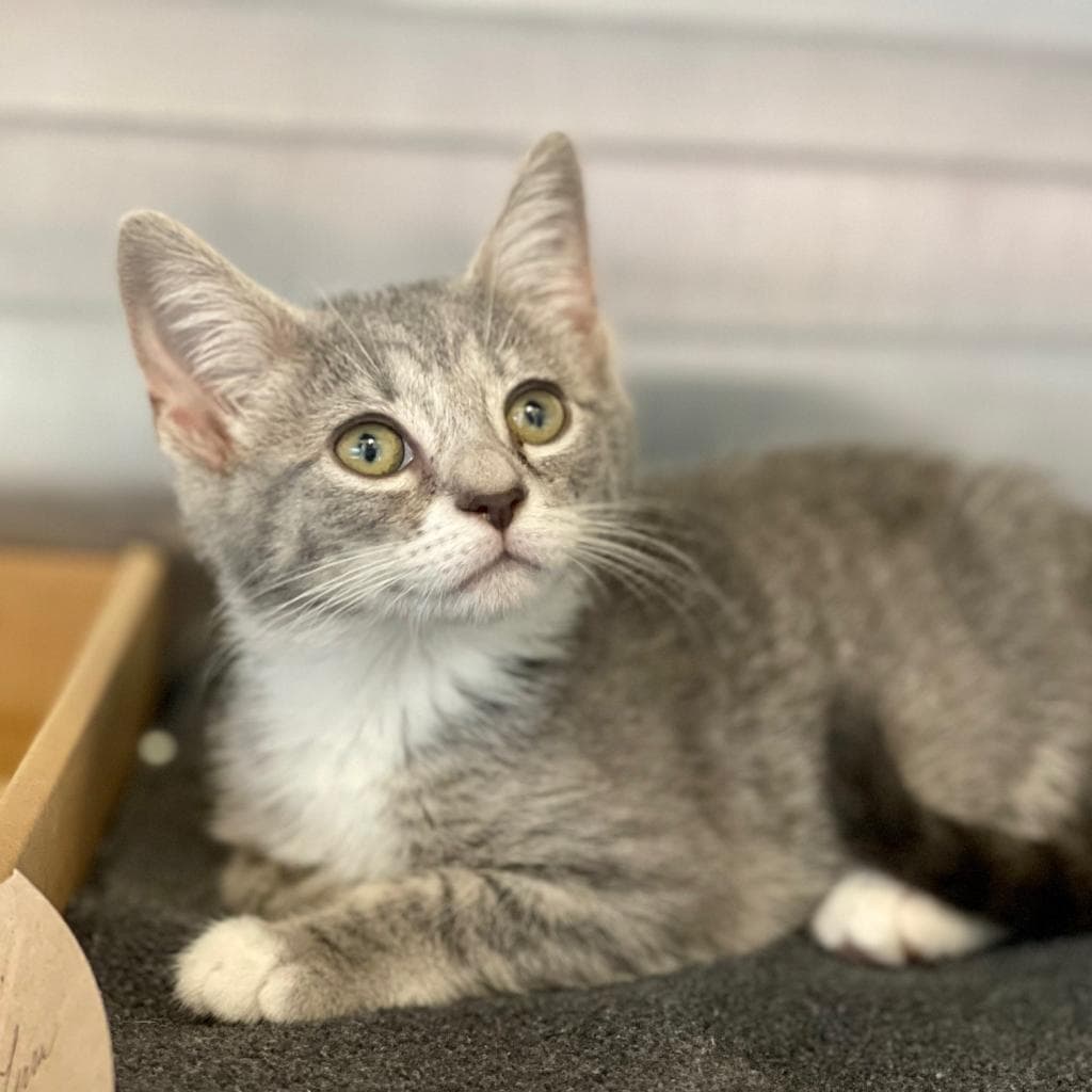 pet photo of Luna