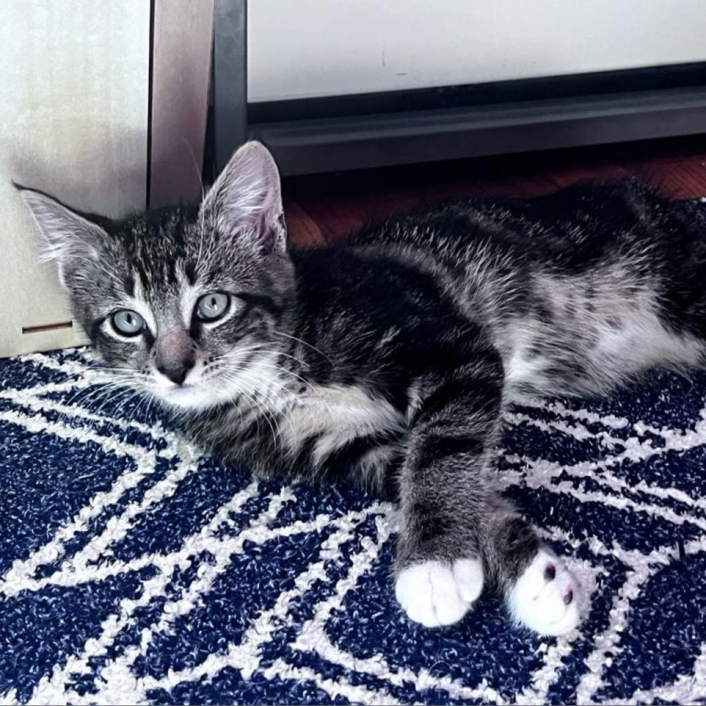 pet photo of Flip