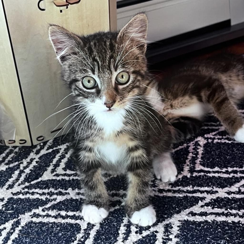 pet photo of Bahama