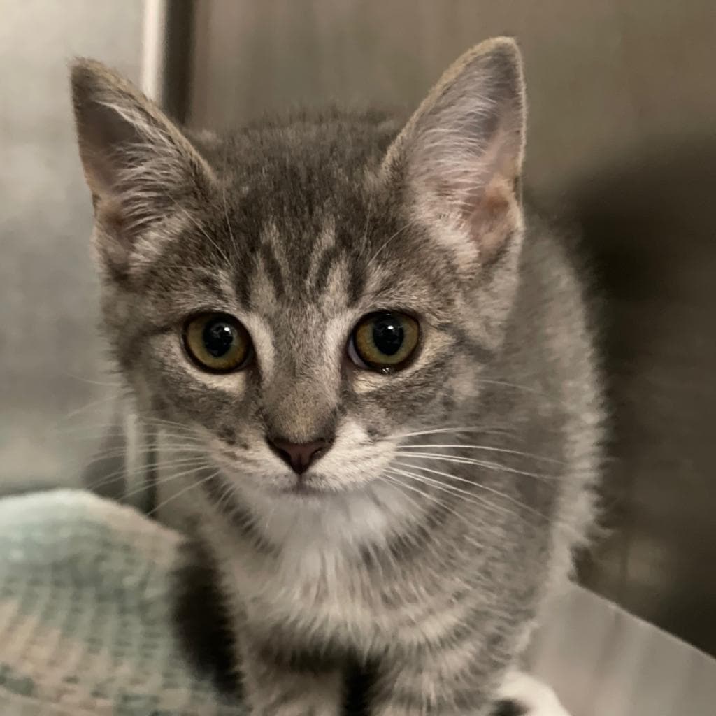 pet photo of Aurora