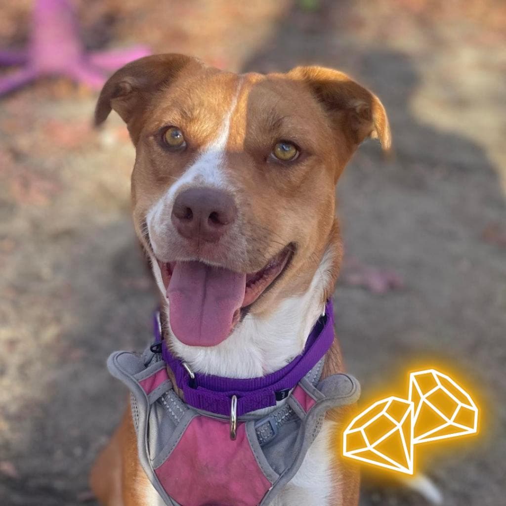 pet photo of Asiah