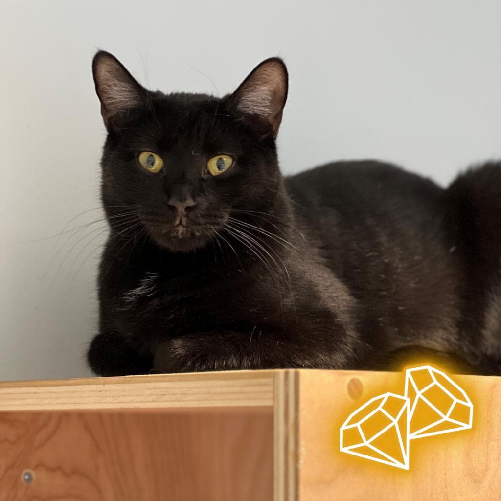 pet photo of Fig