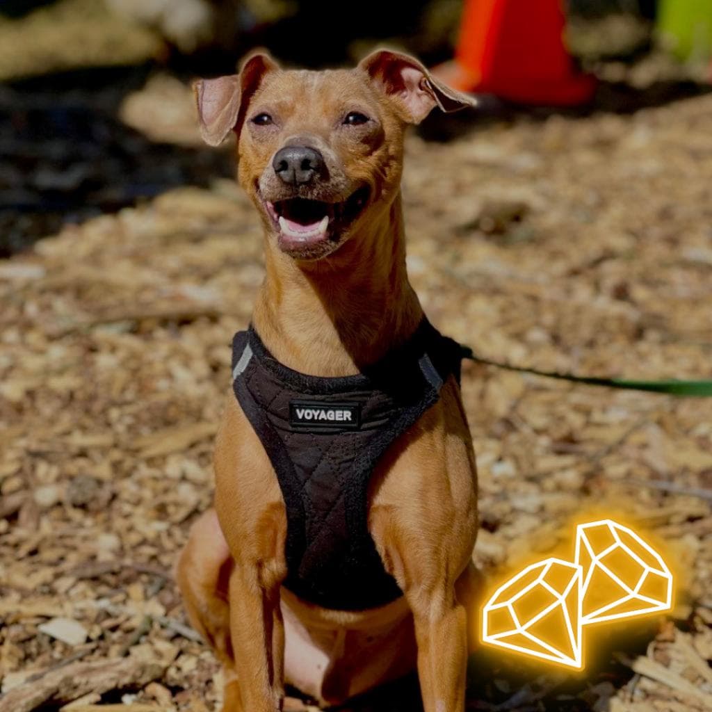 pet photo of Boothe