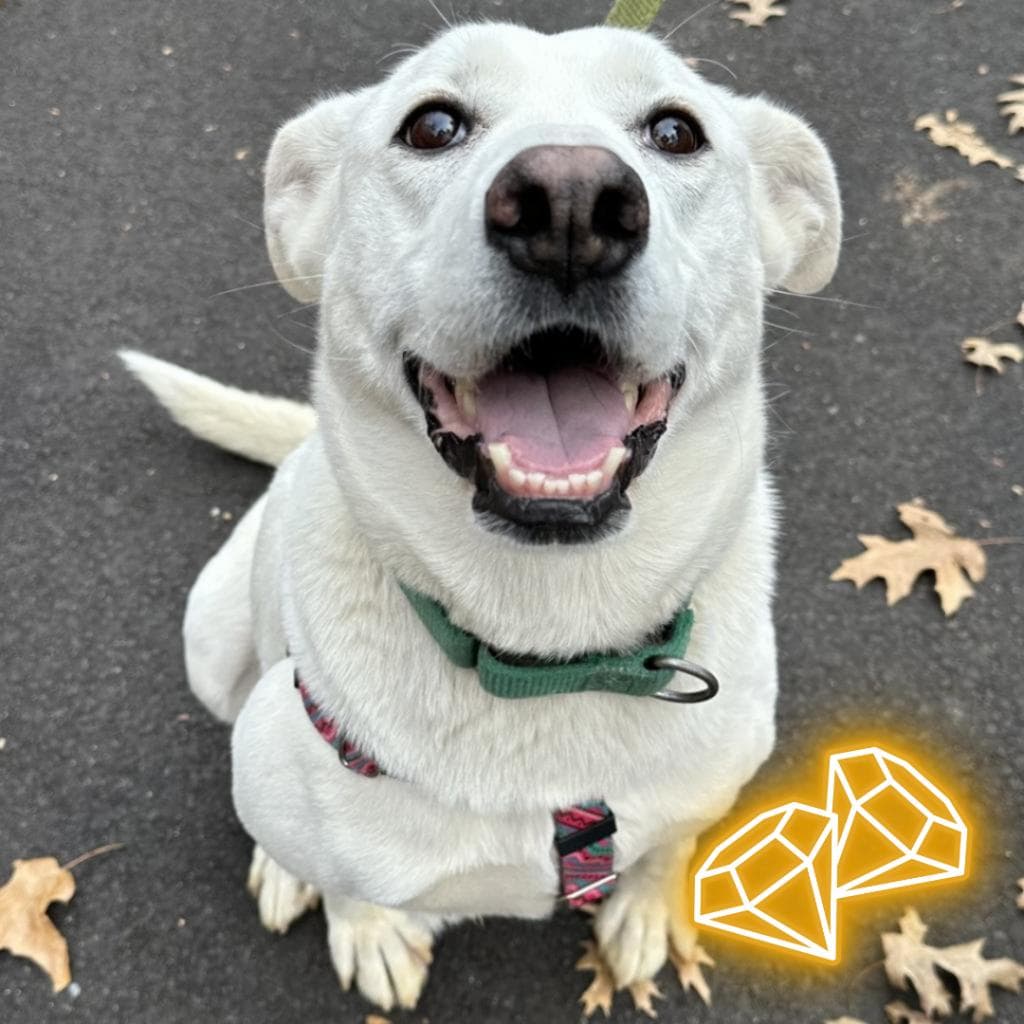 pet photo of Sahteene "Teeny"