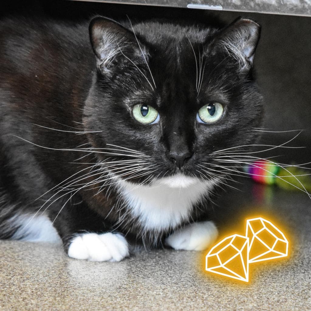 pet photo of Janet