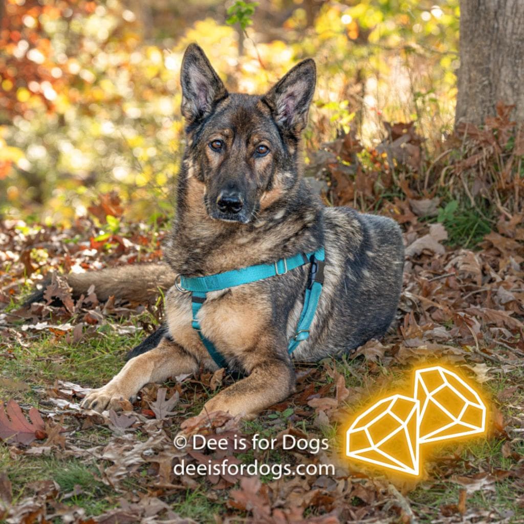 pet photo of Fritz