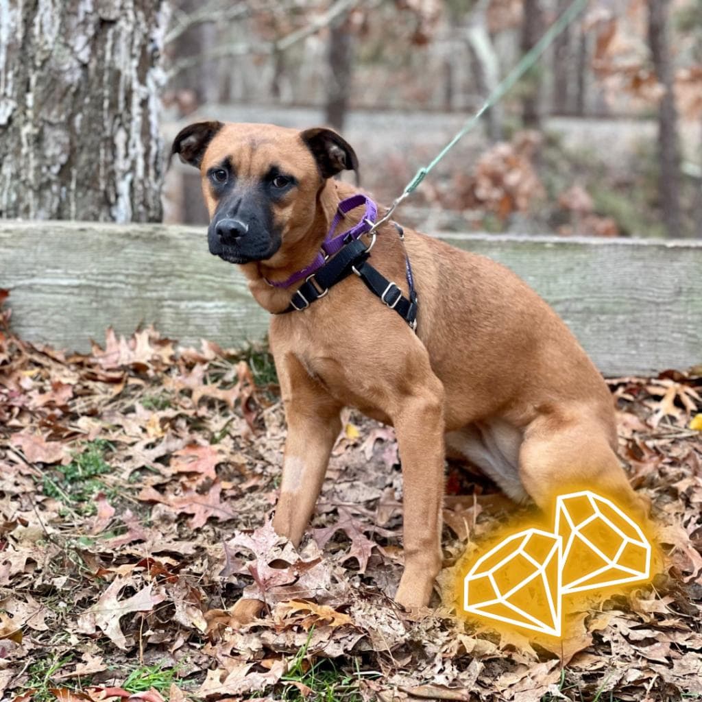 pet photo of Clover