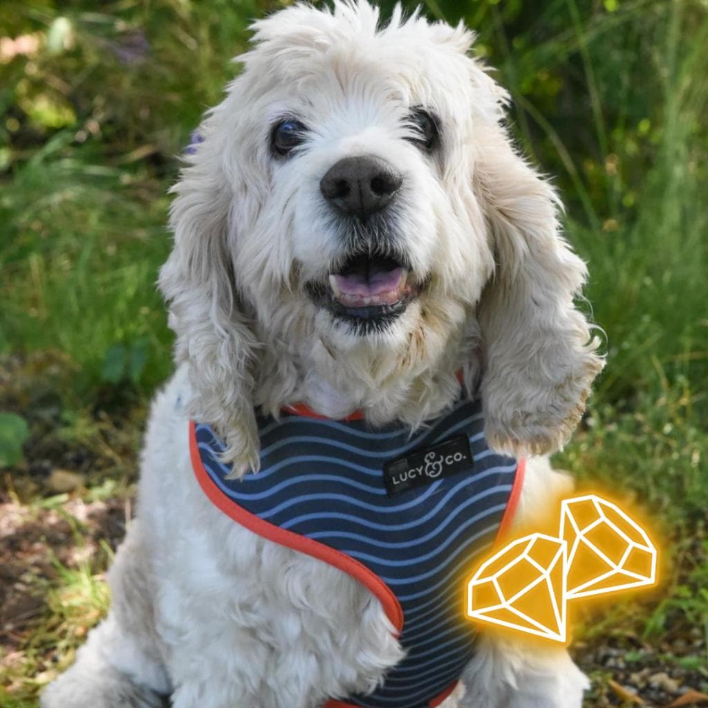 pet photo of Jeter