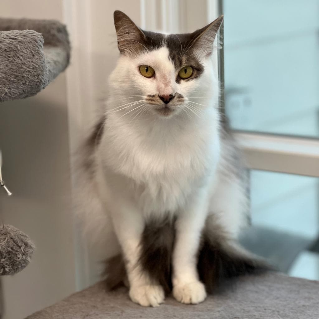 pet photo of Terra