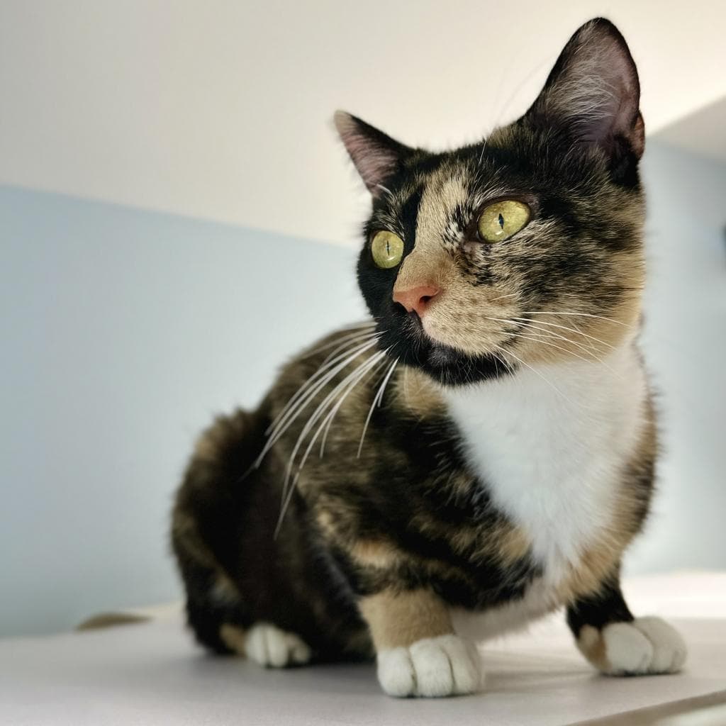 pet photo of Karen