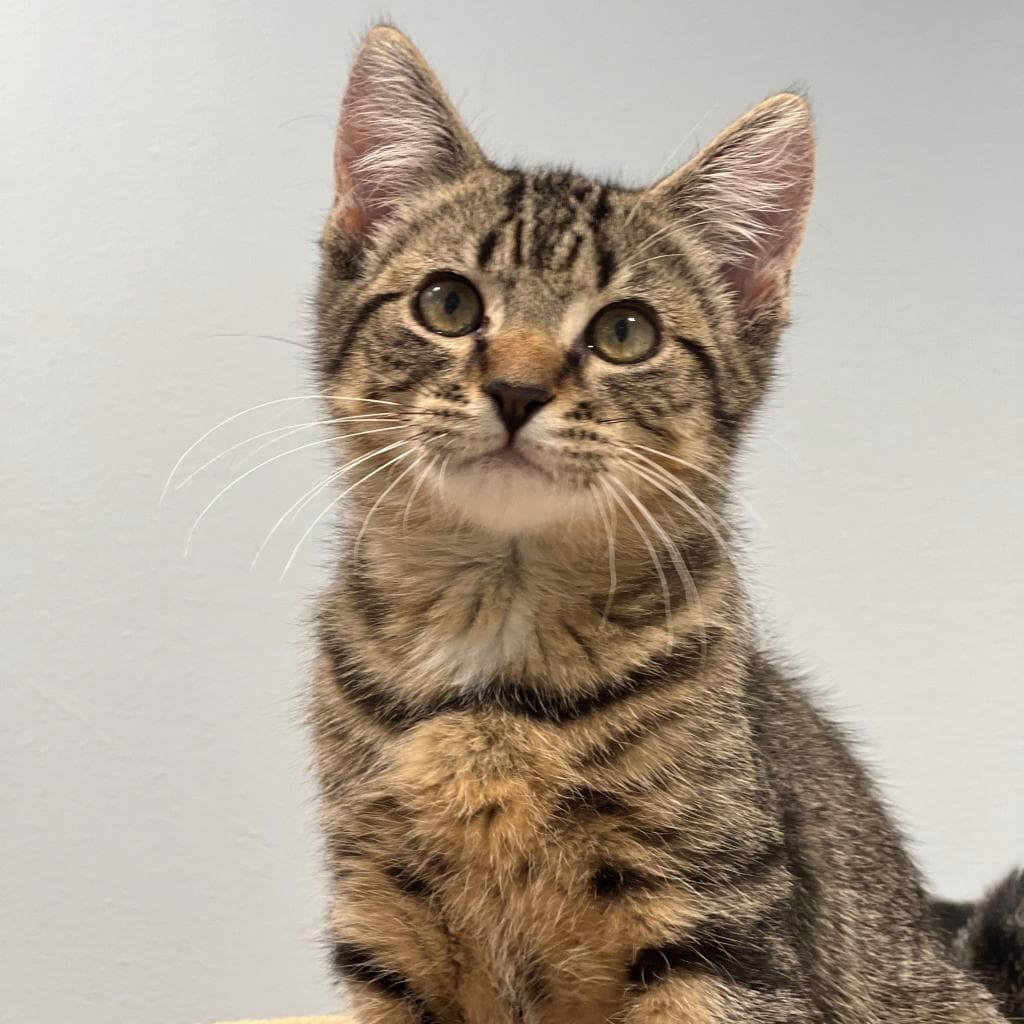 pet photo of Will