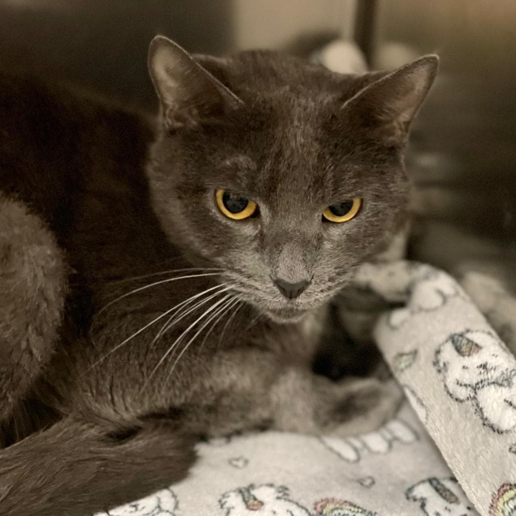 pet photo of Celeste