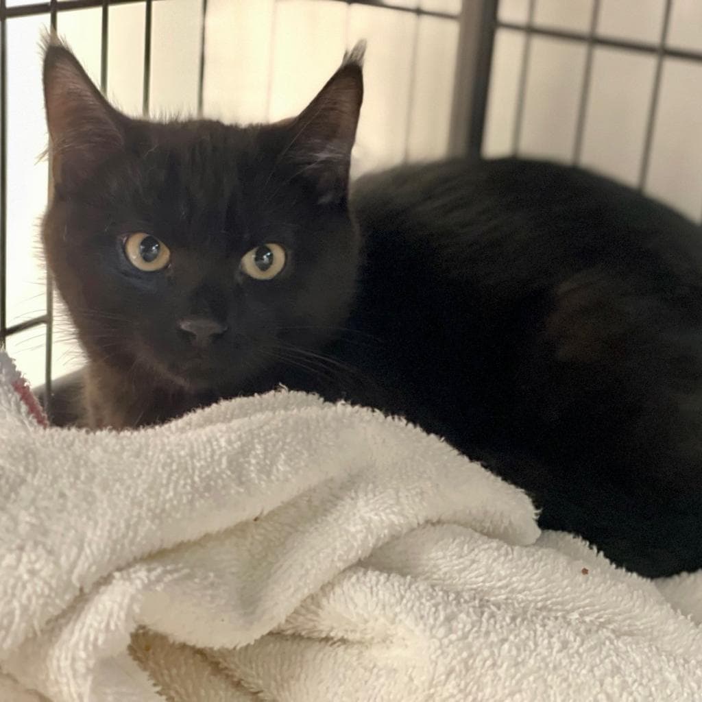 pet photo of Socks