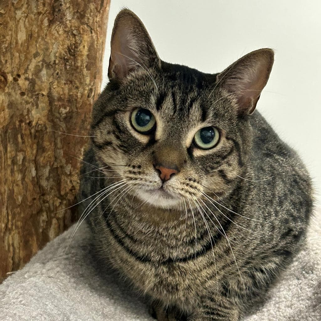 pet photo of Shadow