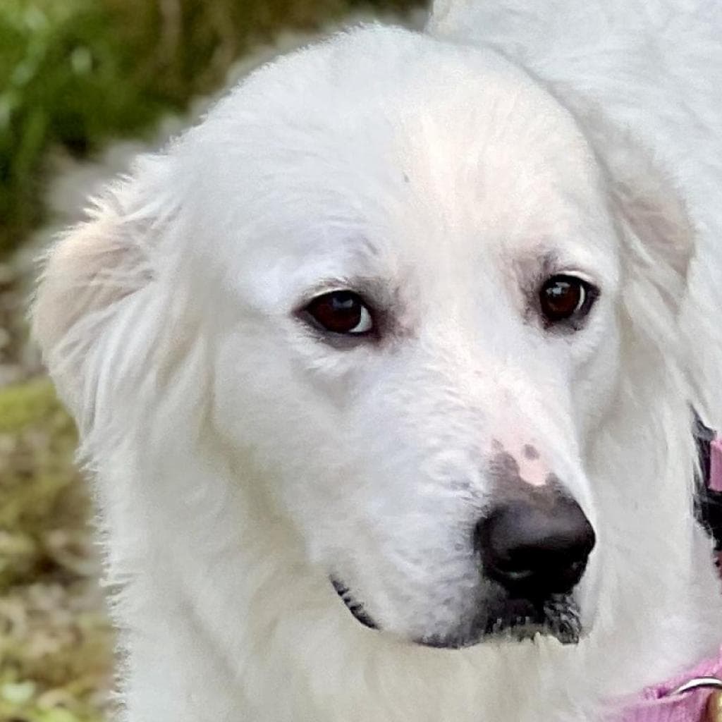 pet photo of Ashley