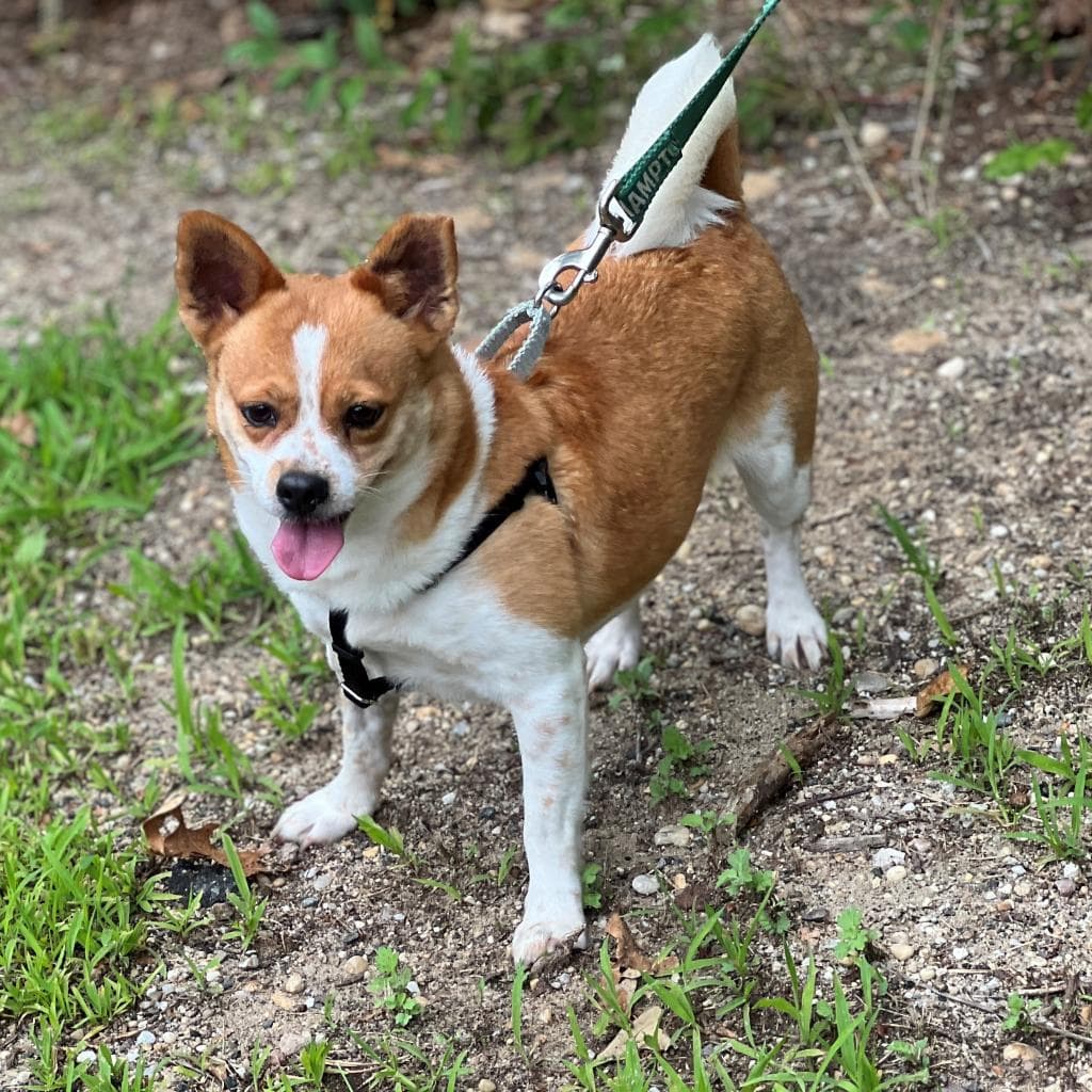 pet photo of Ginger