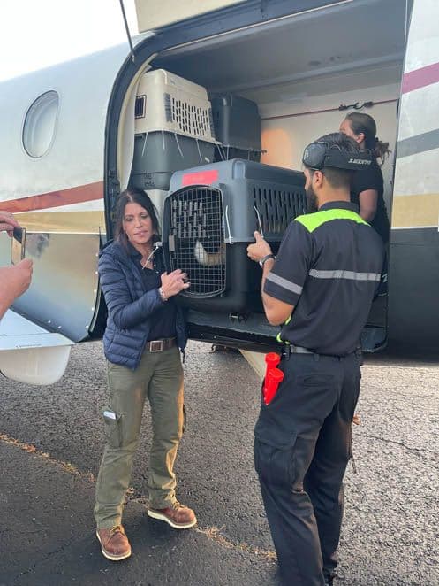 Unloading the precious cargo.