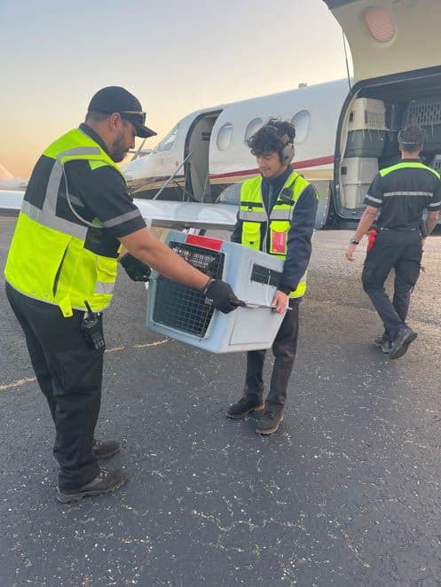 Pups are safely unloaded off of the rescue flight.