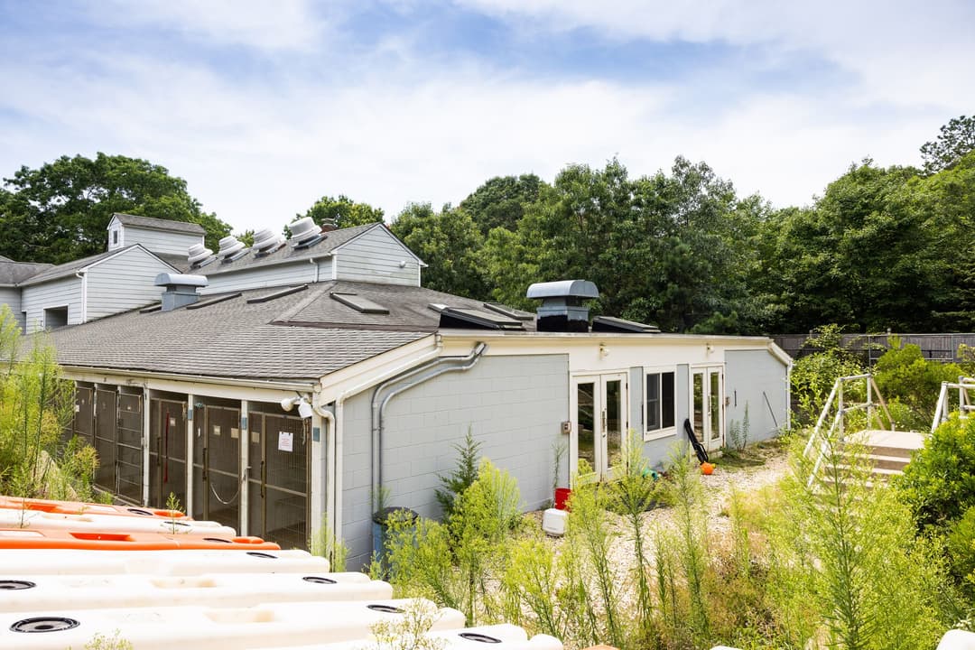 8.7.2021 Kennel NE Corner, photo Lena Yaremenko