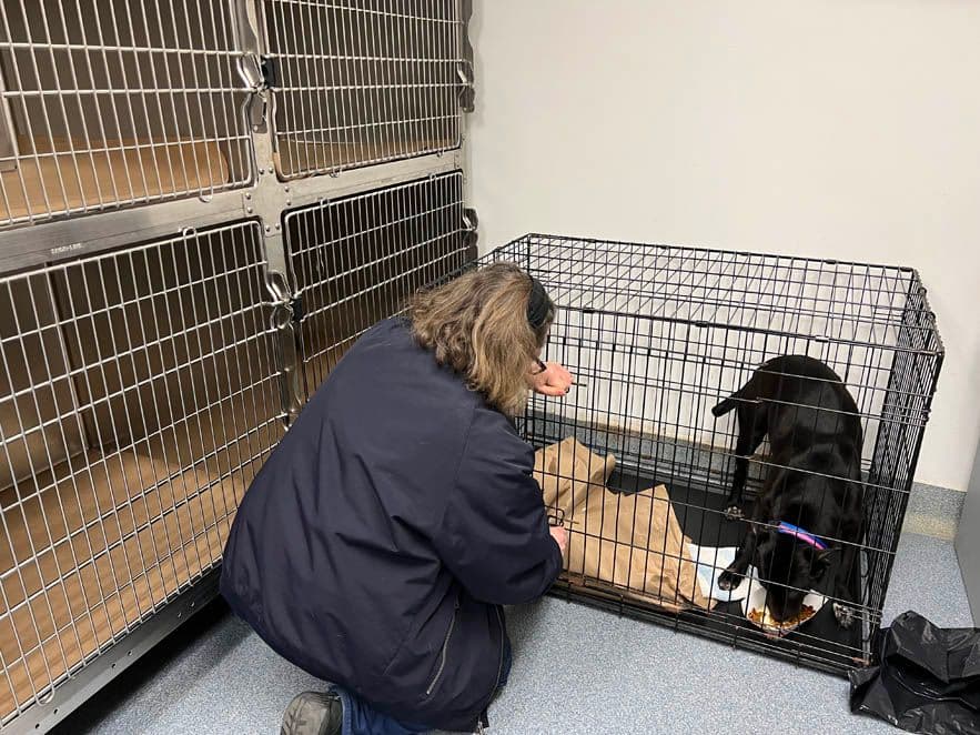 ARF's Medical Director, Dr. Christine Asaro helps to give the dogs dinner after their long journey.