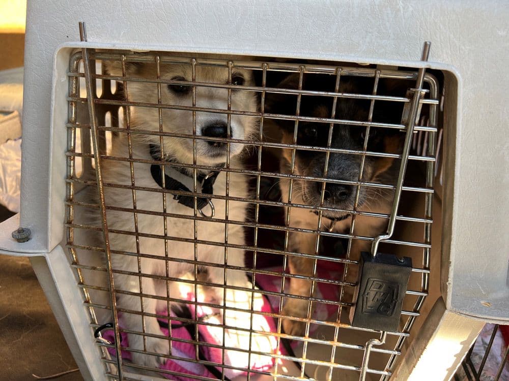 Last leg of the journey to ARF across the street.