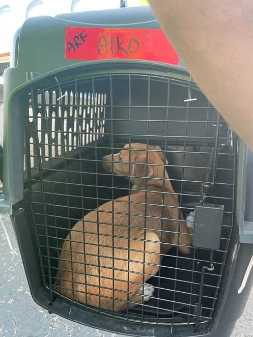 Puppy Alko was just one of the dogs on the transport.