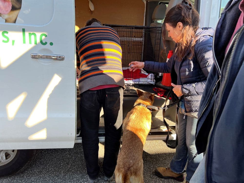 Loading the dogs into the ARF van.