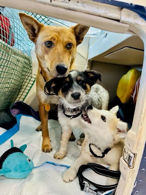 Mom Zia and some of her puppies get settled in the plane.